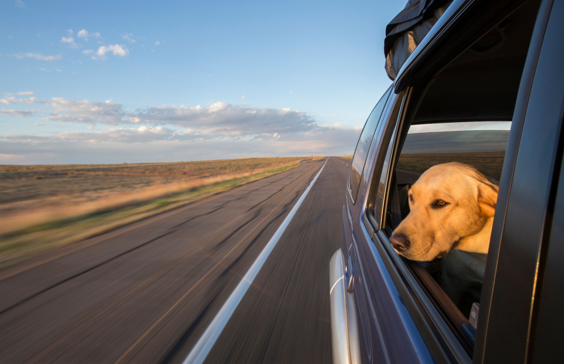 Happy dog looking out of a car window during a European road trip with private driver.